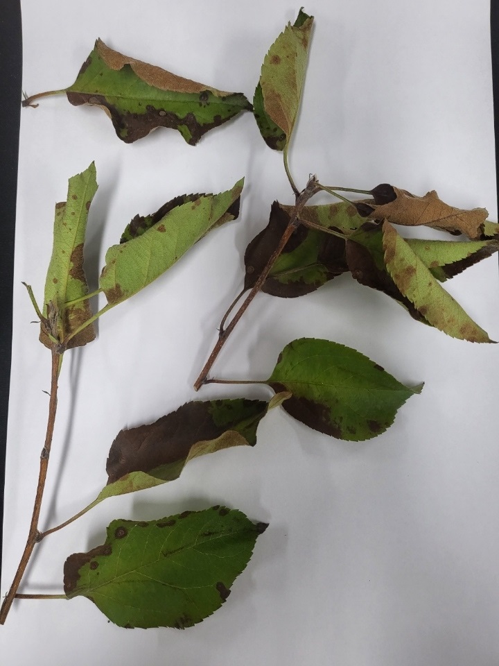 연천군, 화상병 유입 차단 위해 3차 합동예찰 이미지 3 - 본문에 자세한설명을 제공합니다.