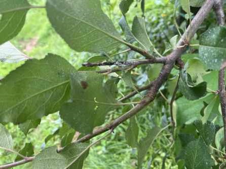 연천군, 화상병 유입 차단 위해 3차 합동예찰 이미지 2 - 본문에 자세한설명을 제공합니다.