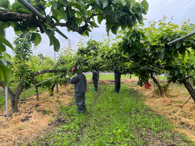 과수 화사병 현장대응 집중운영 이미지 2 - 본문에 자세한설명을 제공합니다.