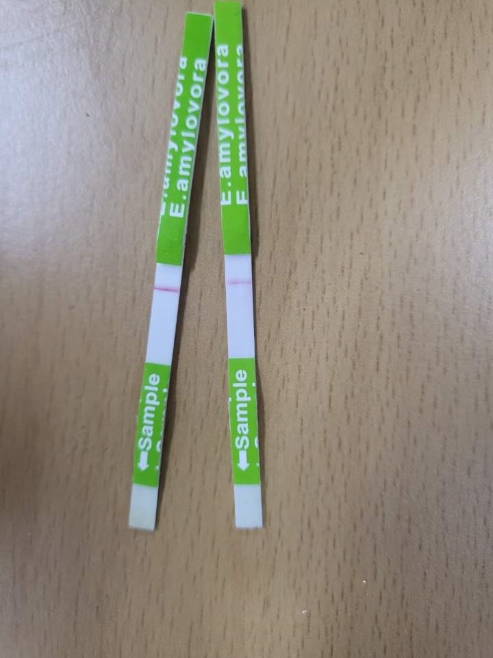 연천군, 화상병 유입 차단 위해 3차 합동예찰 이미지 5 - 본문에 자세한설명을 제공합니다.