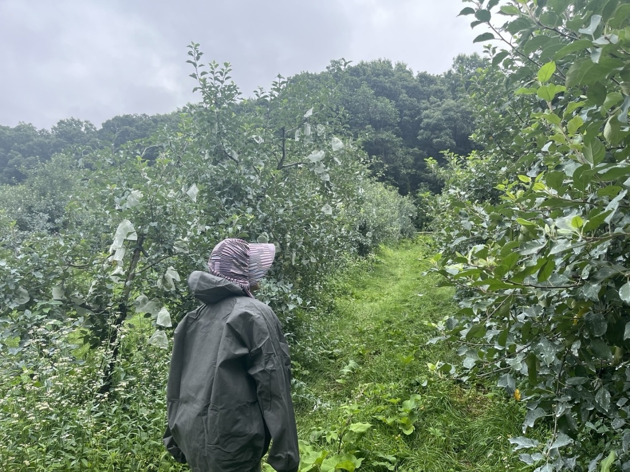 연천군, 화상병 유입 차단 위해 3차 합동예찰 이미지 1 - 본문에 자세한설명을 제공합니다.