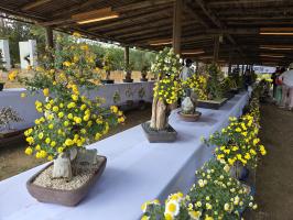 2025년 제7회 연천국화축제 (10.17~ 10.26)10일간 이미지