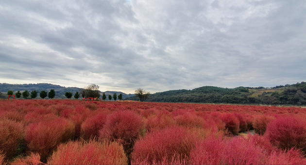 임진강 댑싸리 공원 이미지 1 - 본문에 자세한설명을 제공합니다.