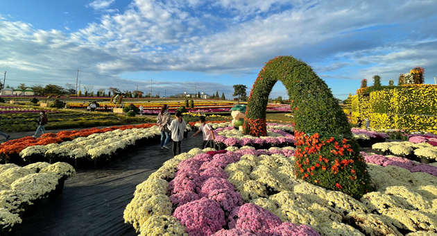 연천 국화축제 이미지 2 - 본문에 자세한설명을 제공합니다.