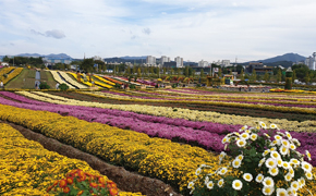연천 국화축제 이미지 3 - 본문에 자세한설명을 제공합니다.