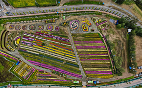 연천 국화축제 이미지 1 - 본문에 자세한설명을 제공합니다.