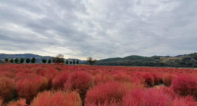 임진강 댑싸리 공원 이미지