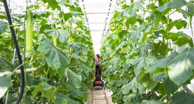 청산 오이축제 이미지