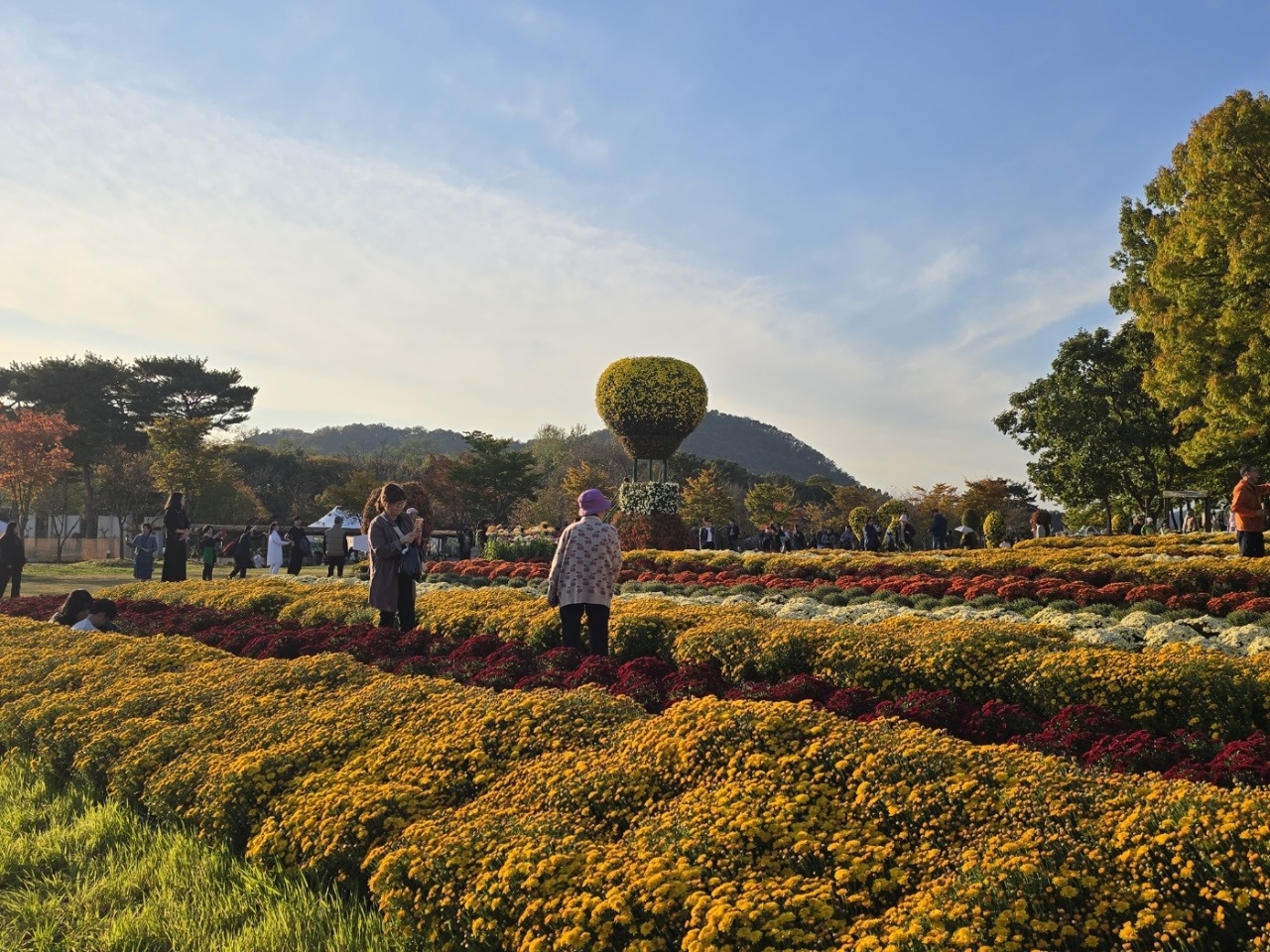 2024년 연천국화축제, 성황리에 연장 결정 (11월 3일) 이미지 1 - 본문에 자세한설명을 제공합니다.