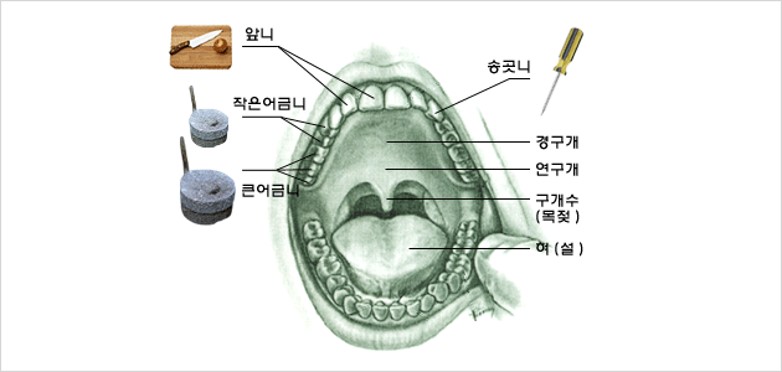 치아의 기능 이미지 1 - 본문에 자세한설명을 제공합니다.