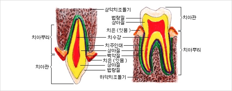 치아의 구조 이미지 1 - 본문에 자세한설명을 제공합니다.
