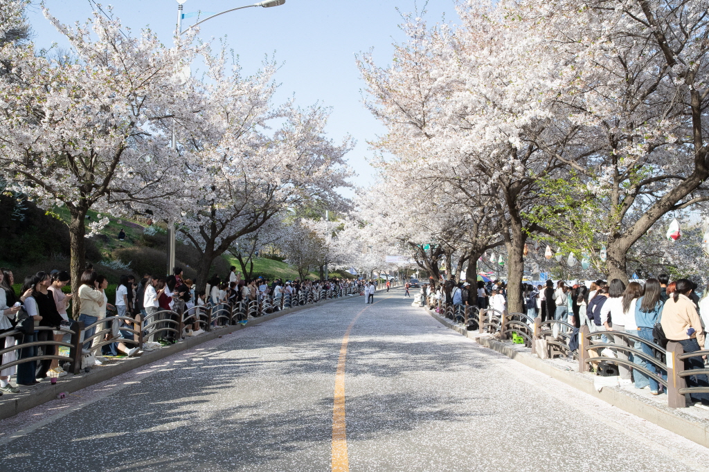 [24. 4. 13.] 전곡읍 벚꽃축제 이미지 2 - 본문에 자세한설명을 제공합니다.