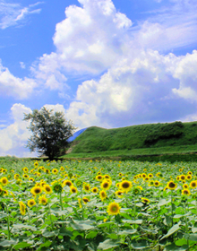 호로고루 이미지