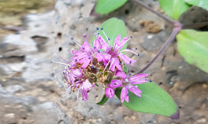 Silene capitata Kom
(endangered species level II, rare and endangered plant species)