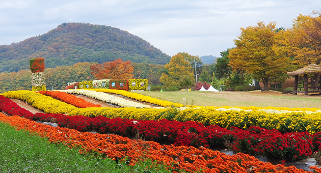 연천 국화 축제