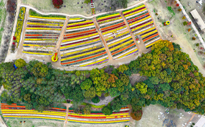 연천 국화 축제 2