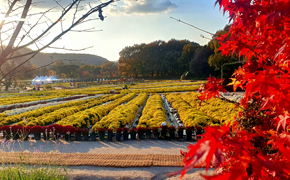 연천 국화 축제 4