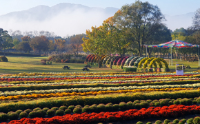 연천 국화 축제 5