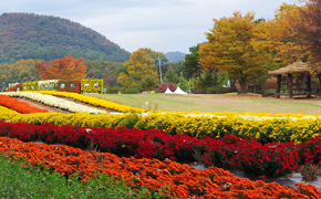 연천 국화 축제 6